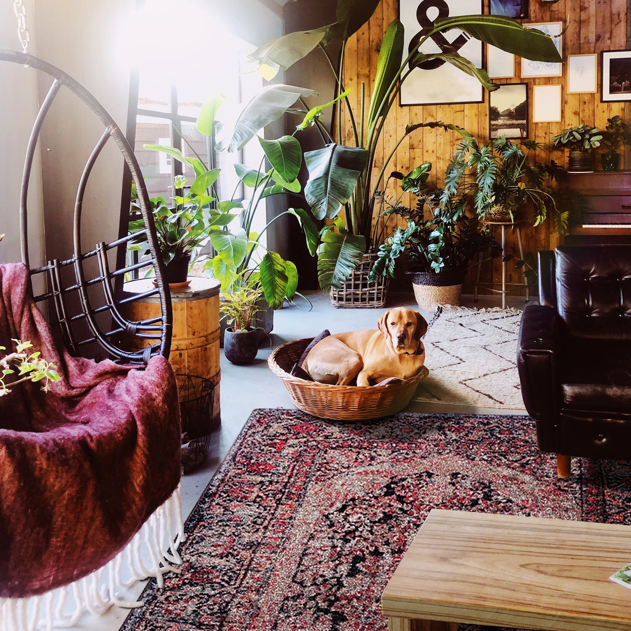 The Ravencourt Rug styled in a cozy boho home with plush textures, layered textiles, and a warm, lived-in atmosphere.