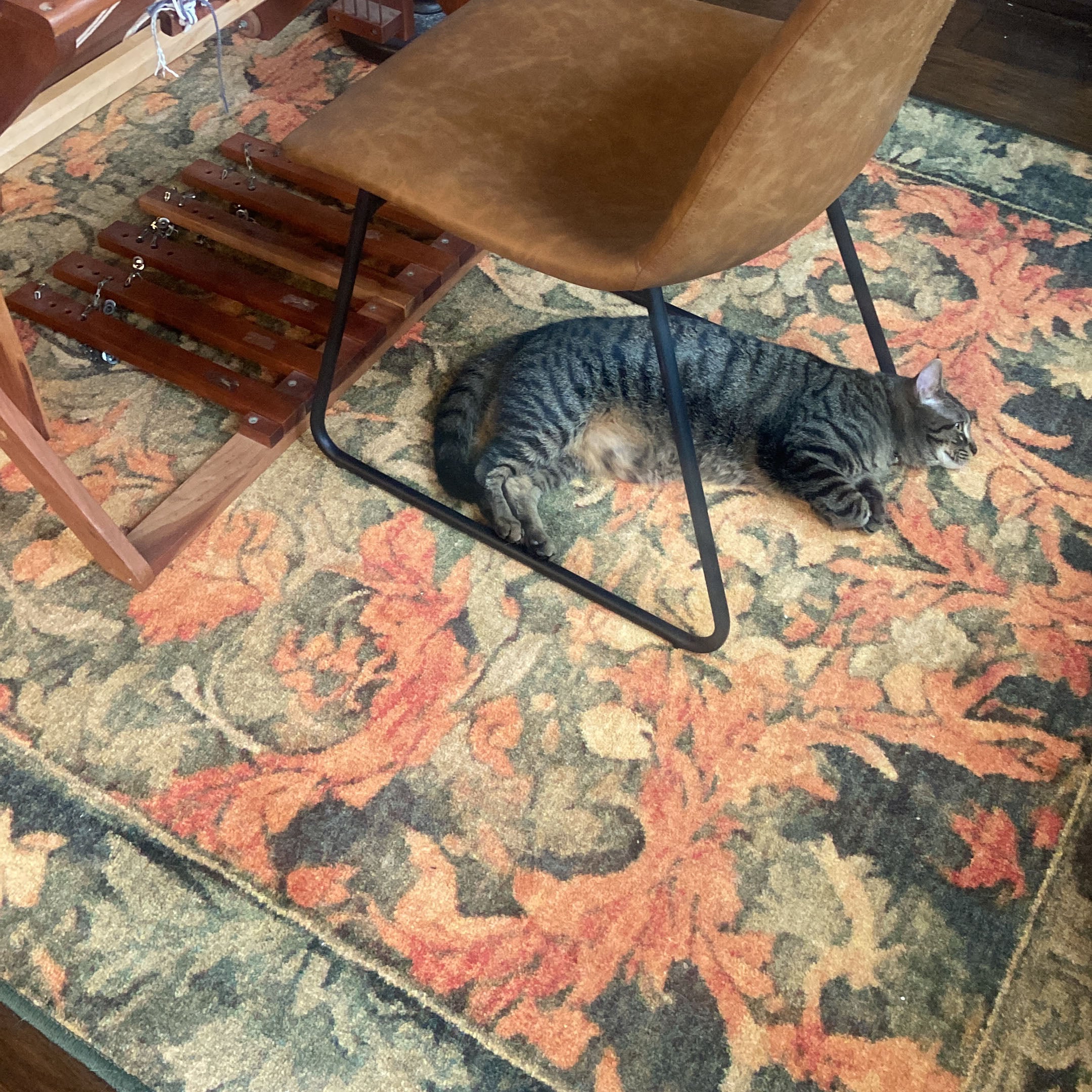 a cat and a loom laying on a game room rug